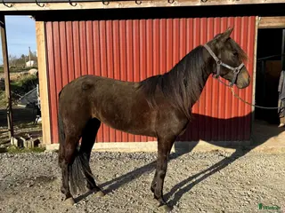 hästar Starthäst till salu/leasas - Annons 1