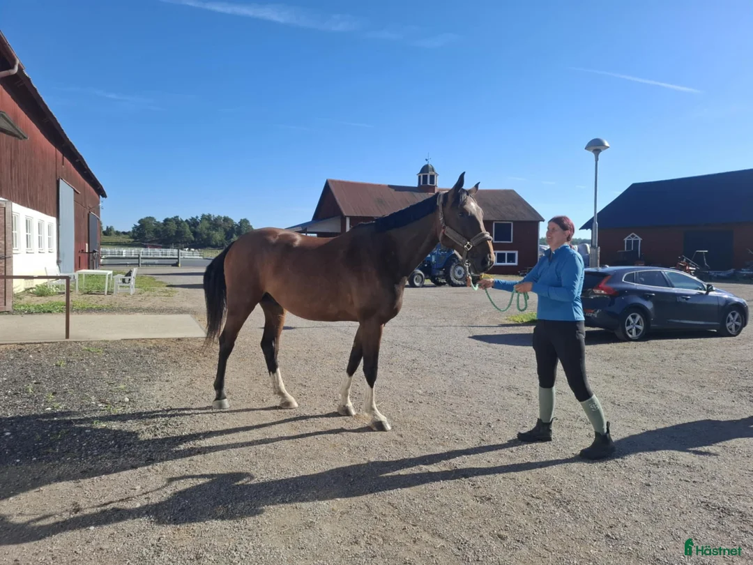 Allround hästar till salu: Trevlig swb valack söker nytt hem i Norrköping - Annons 1