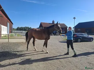 hästar Trevlig swb valack söker nytt hem i Norrköping - Annons 19