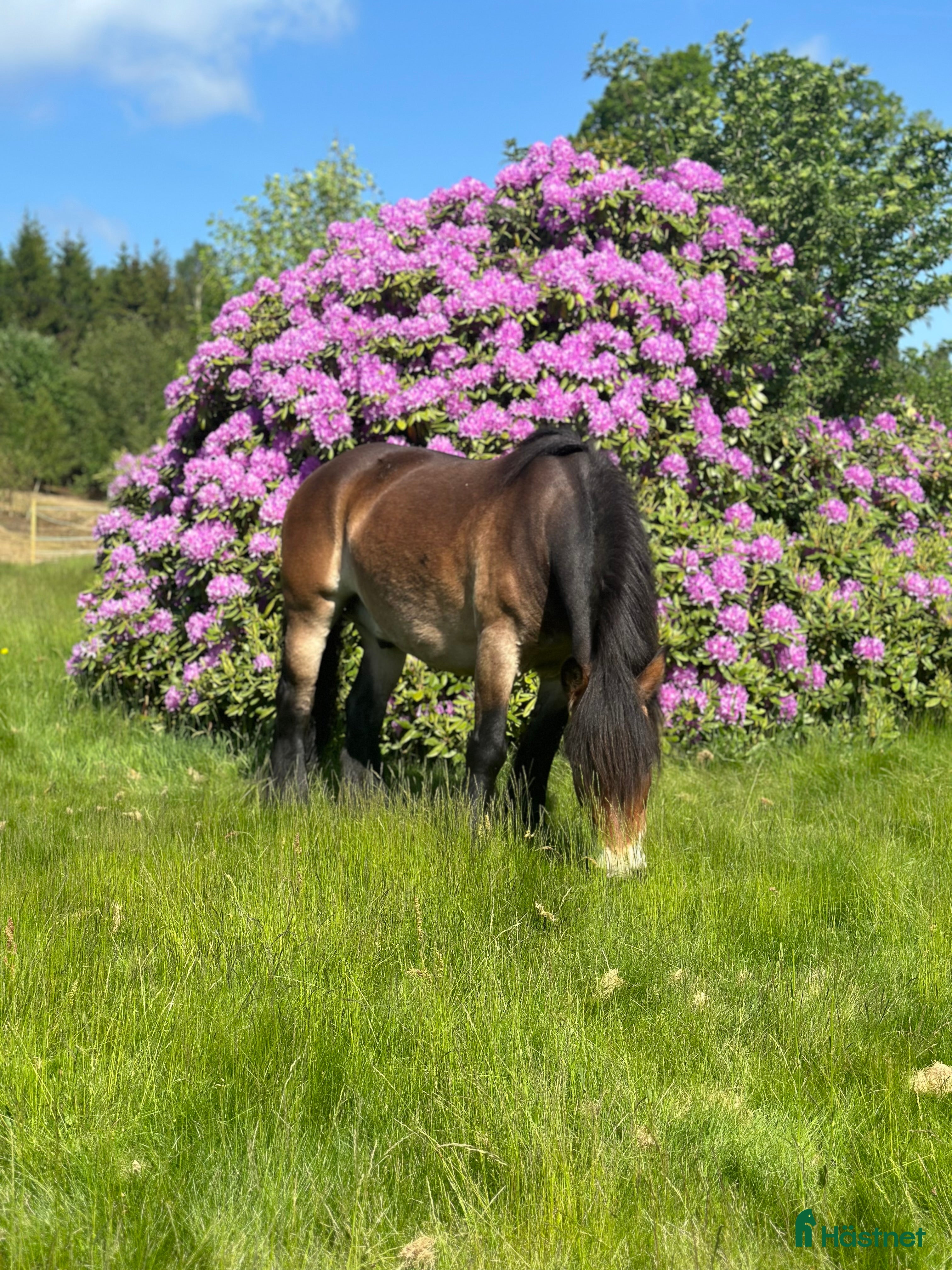  hästar Fin Nordsvensk brukshäst  i Munka-ljungby - Annons 4