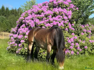 hästar Fin Nordsvensk brukshäst i Munka-ljungby - Annons 4