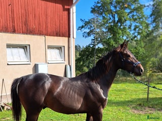 hästar Ettårig SWB hingst e. Untouchable i Södra Vi - Annons 4