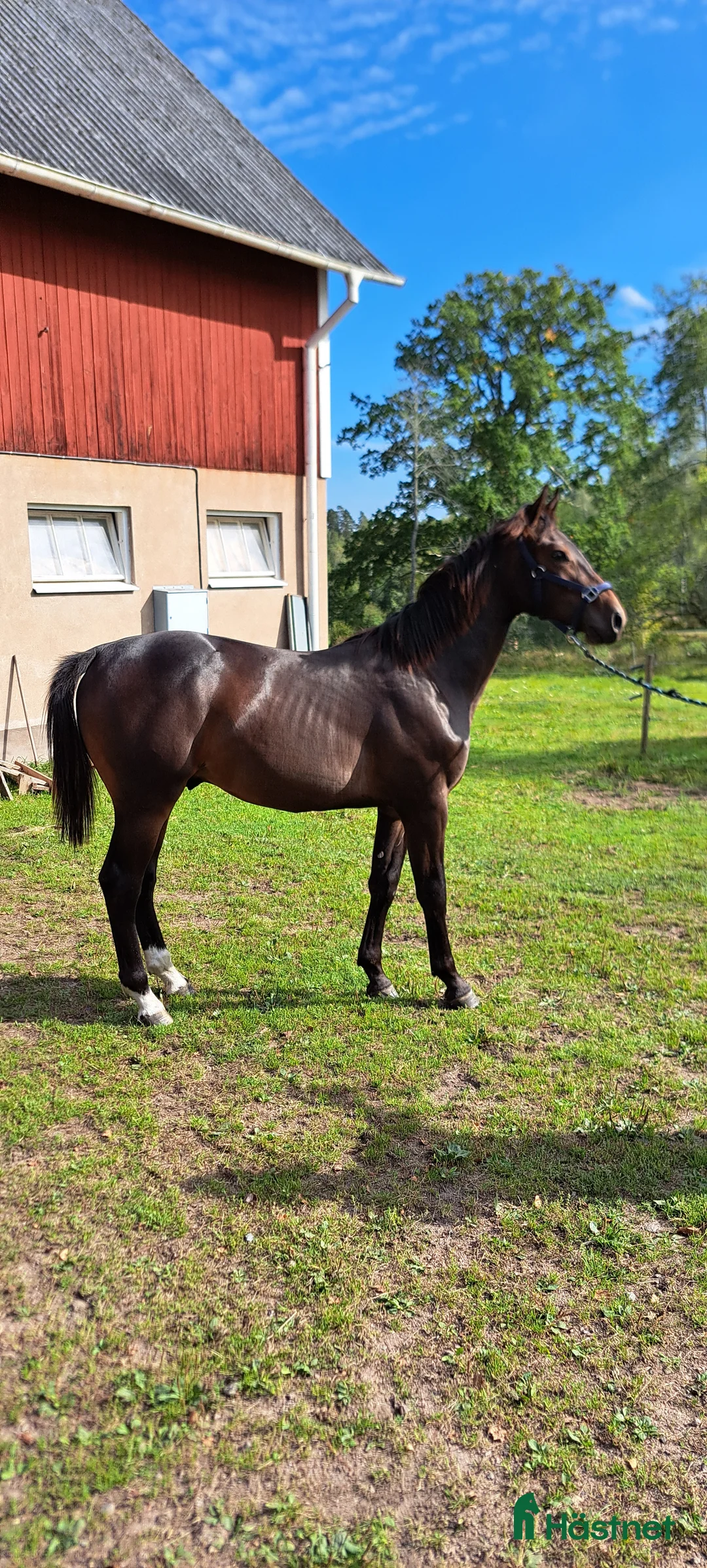 Hoppning hästar till salu: Ettårig SWB hingst e. Untouchable  i Södra Vi - Annons 1