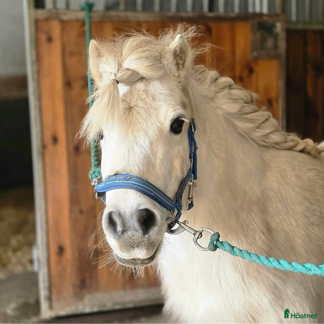 Allround hästar till salu: Världens bästa ponny söker ny bästa kompis - Annons 1
