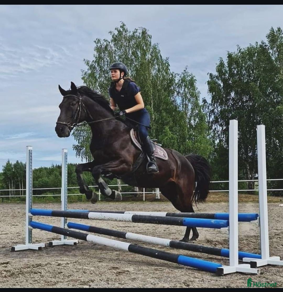  hästar SÖKER MIN NÄSTA BÄSTA VÄN & LIVSKAMRAT - Annons 1