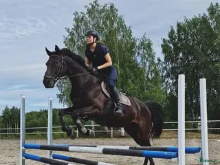 hästar SÖKER MIN NÄSTA BÄSTA VÄN & LIVSKAMRAT - Annons 1