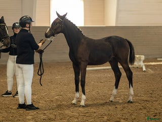 hästar Dressyrprospekt även hingstmaterial i Gräddö - Annons 10