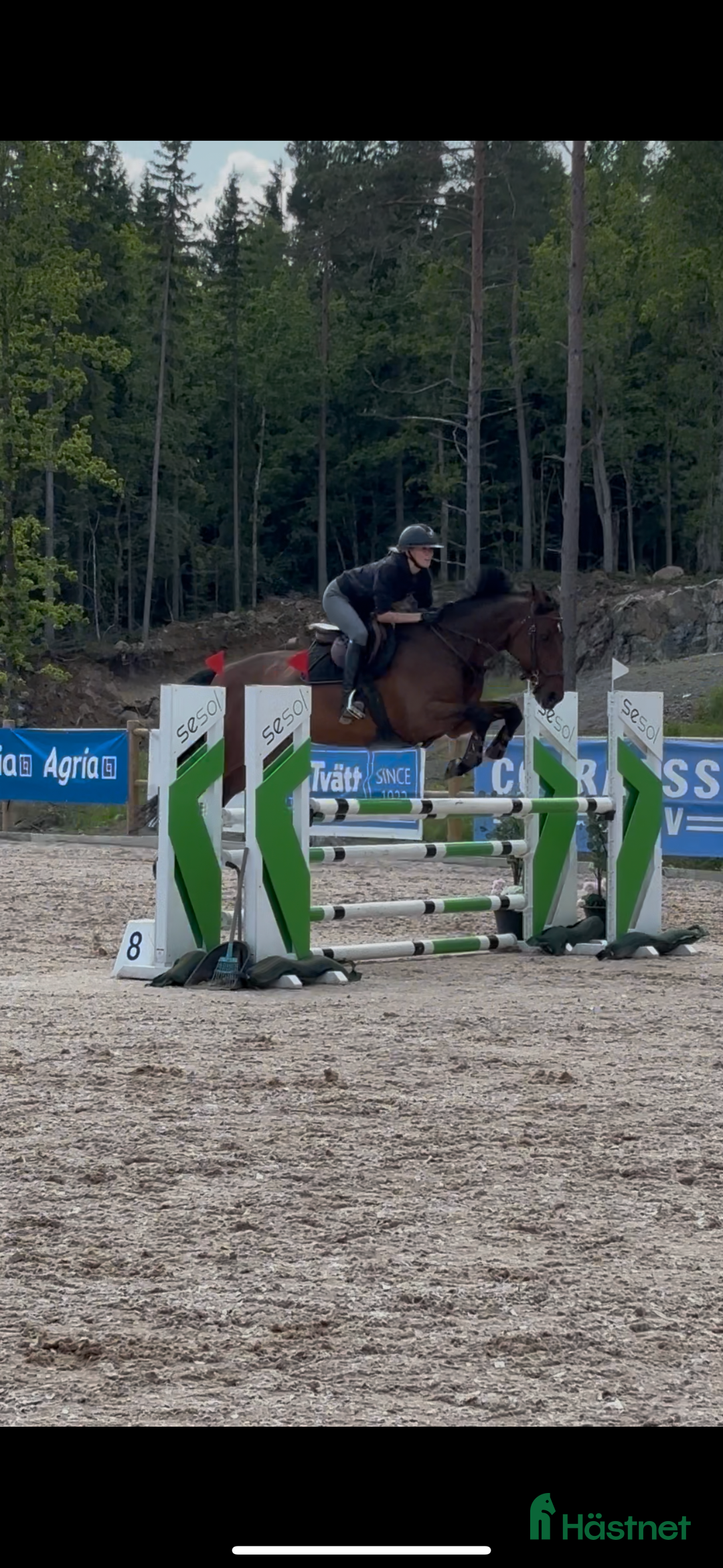 Hoppning hästar till salu: 💕Strumpan💕 i Gränna - Bild 4