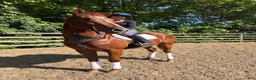 Allround hästar till salu: Fin tjej med talang - Annons 8