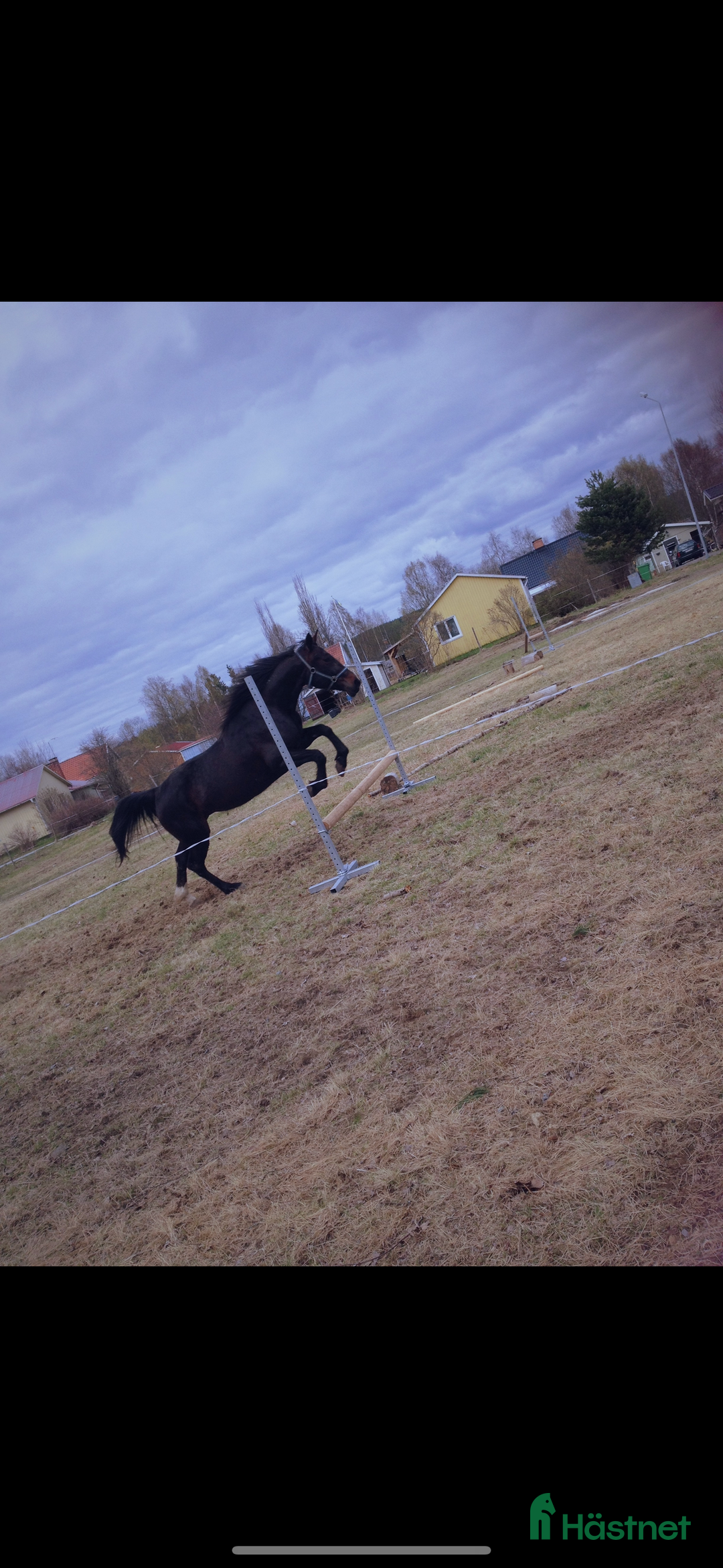 Sällskap hästar till salu: Sällskaps hästar säljes (mor och dotter) i Näsåker - Annons 4