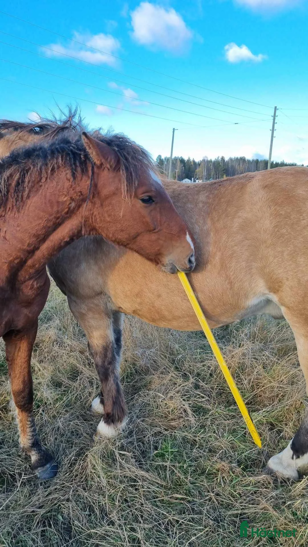 Allround hästar till salu: Am. curly-baskjir, valack - Annons 8
