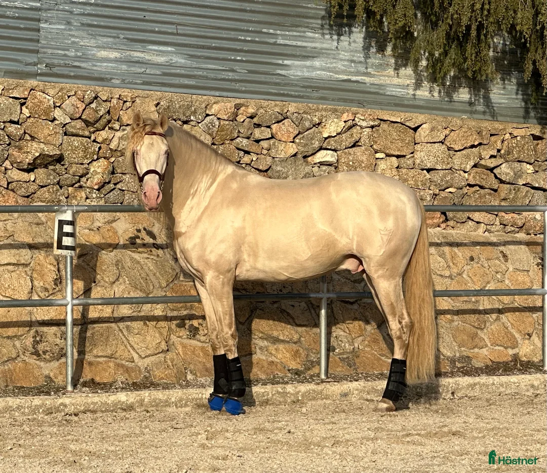 Avelshästar hästar till salu: Exklusiv CrCr PRE avelshingst  i Guadarrama - Annons 2