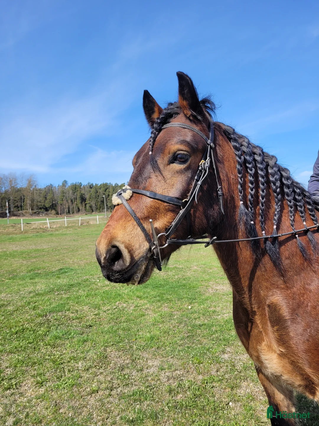 Allround hästar till salu: Charmig nordsvensk i Nynäshamn - Annons 2