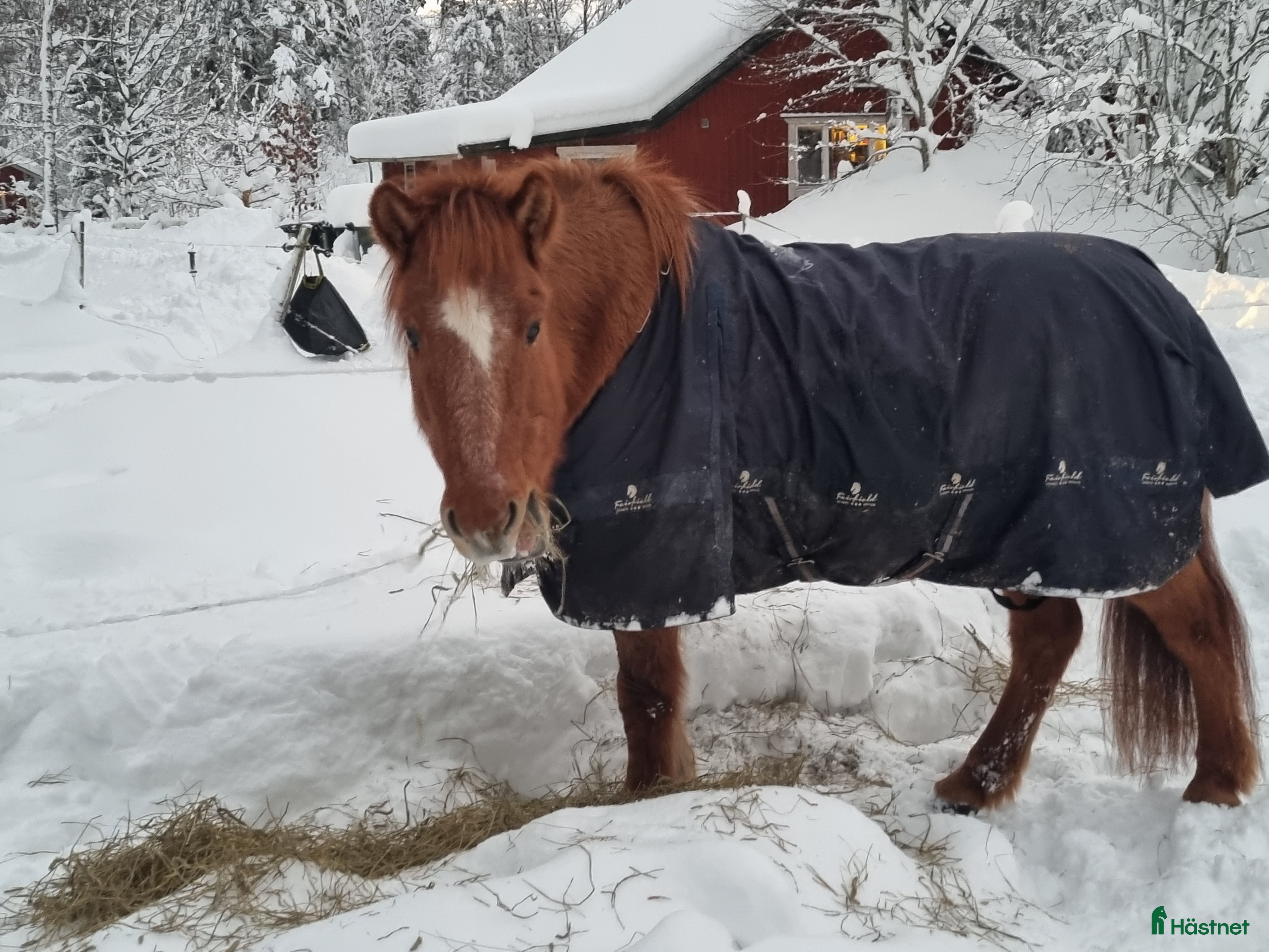  medryttarhäst finnes: Medryttare dagtid till snäll Islandshäst - Annons 1