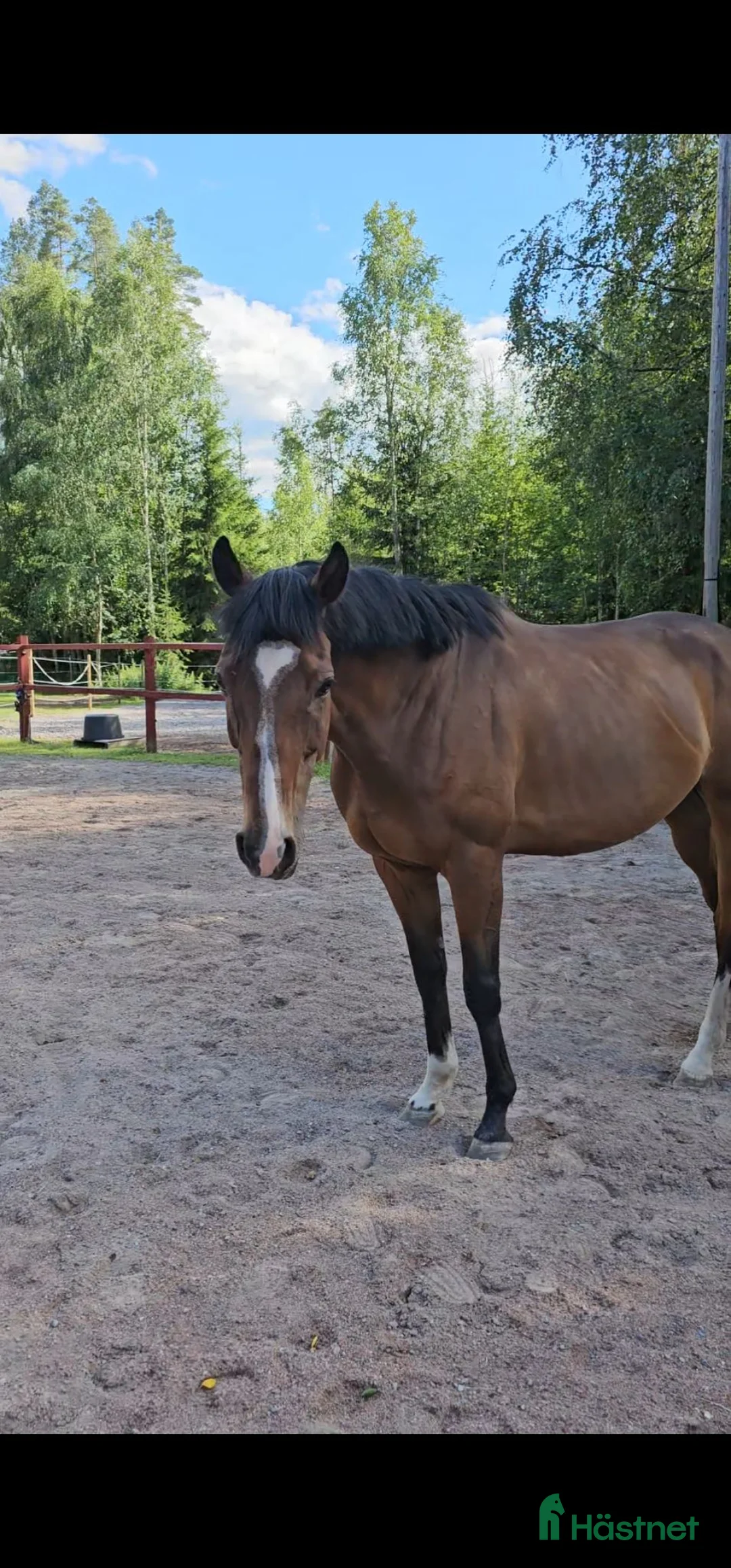 Avelshästar hästar till salu: Trevligt sto med bra galoppstam  - Annons 2