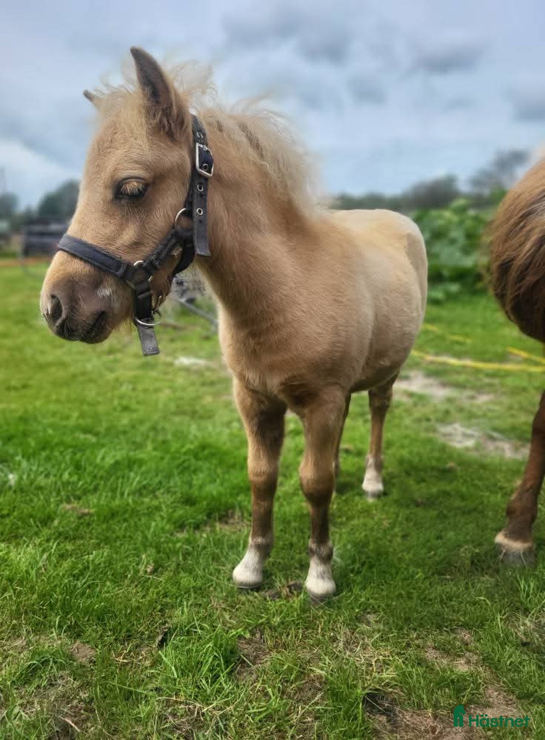 Allround hästar till salu: Mini shetland/shetland  i Brösarp - Annons 4