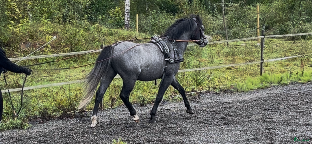 Allround hästar till salu: Sockersöt riden welshponny 3 år i Nybro - Annons 3