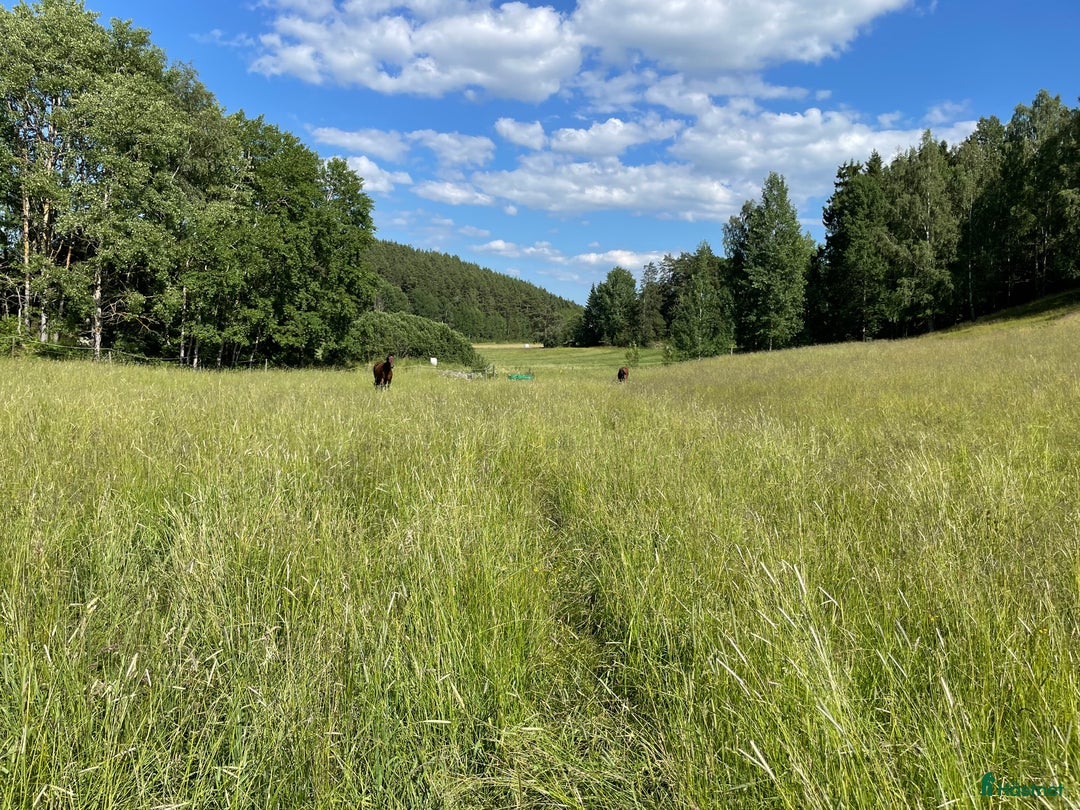  hästjobb finnes: Lundbäck & Cristofoletti letar duktighästskötare ! i Norrköping - Annons 11