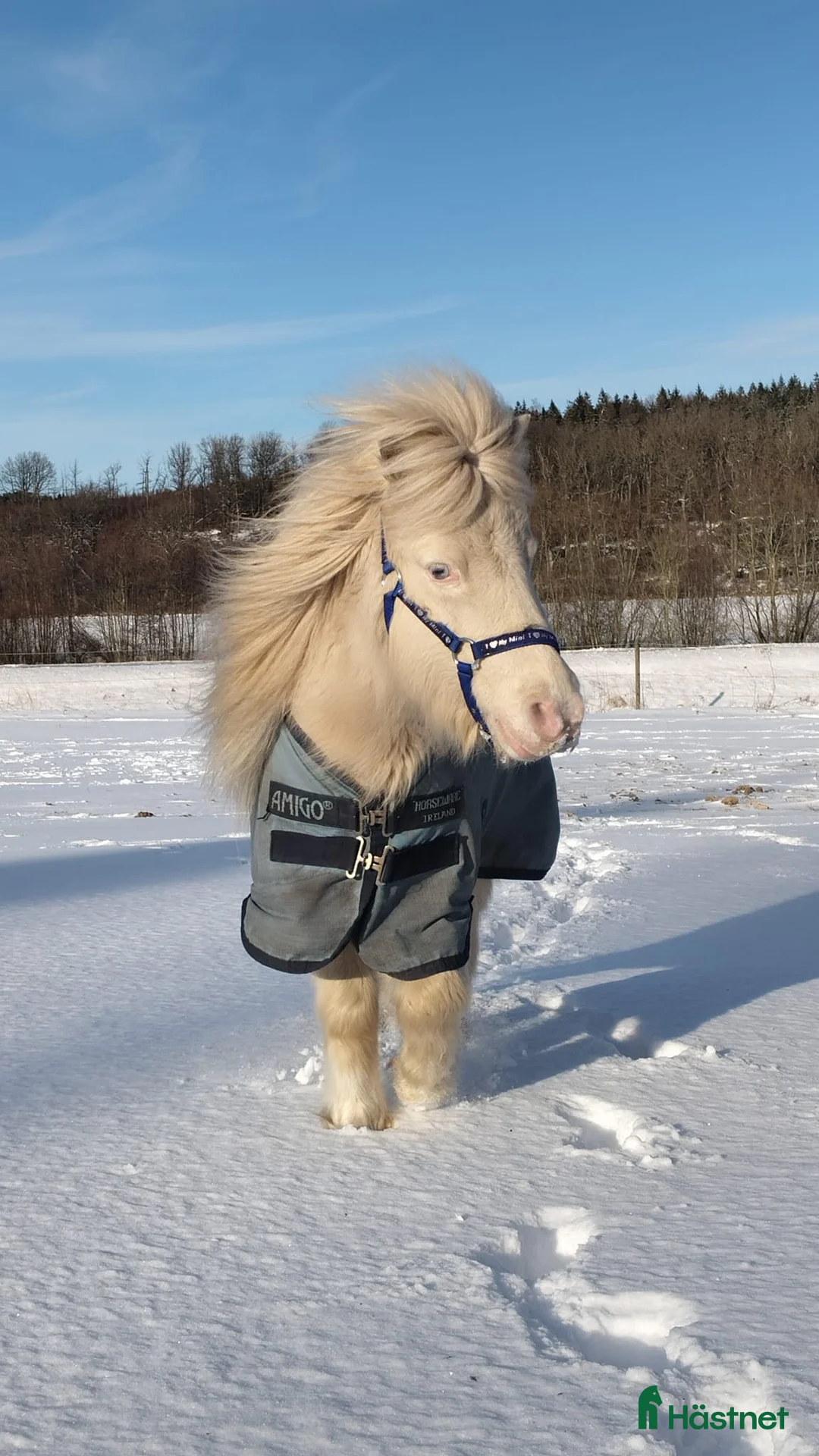 Allround hästar till salu: Världens bästa Mickie i Veddige - Annons 3