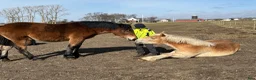Allround hästar till salu: Ardennersto med spännande stam! - Annons 5