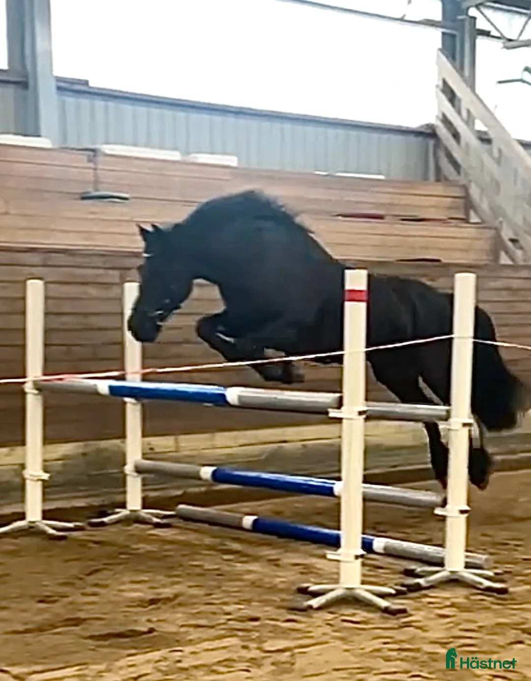 Avelshästar hästar till salu: Welsh Cob Avelsto - Annons 3