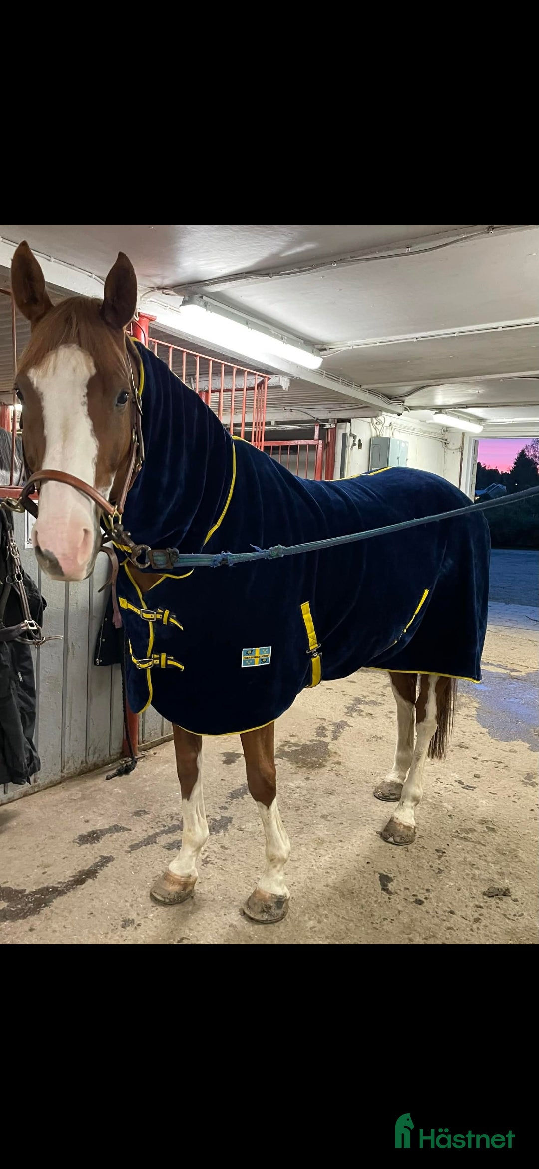 Täcken hästutrustning till salu: Sverigetäcket i Umeå - Annons 5