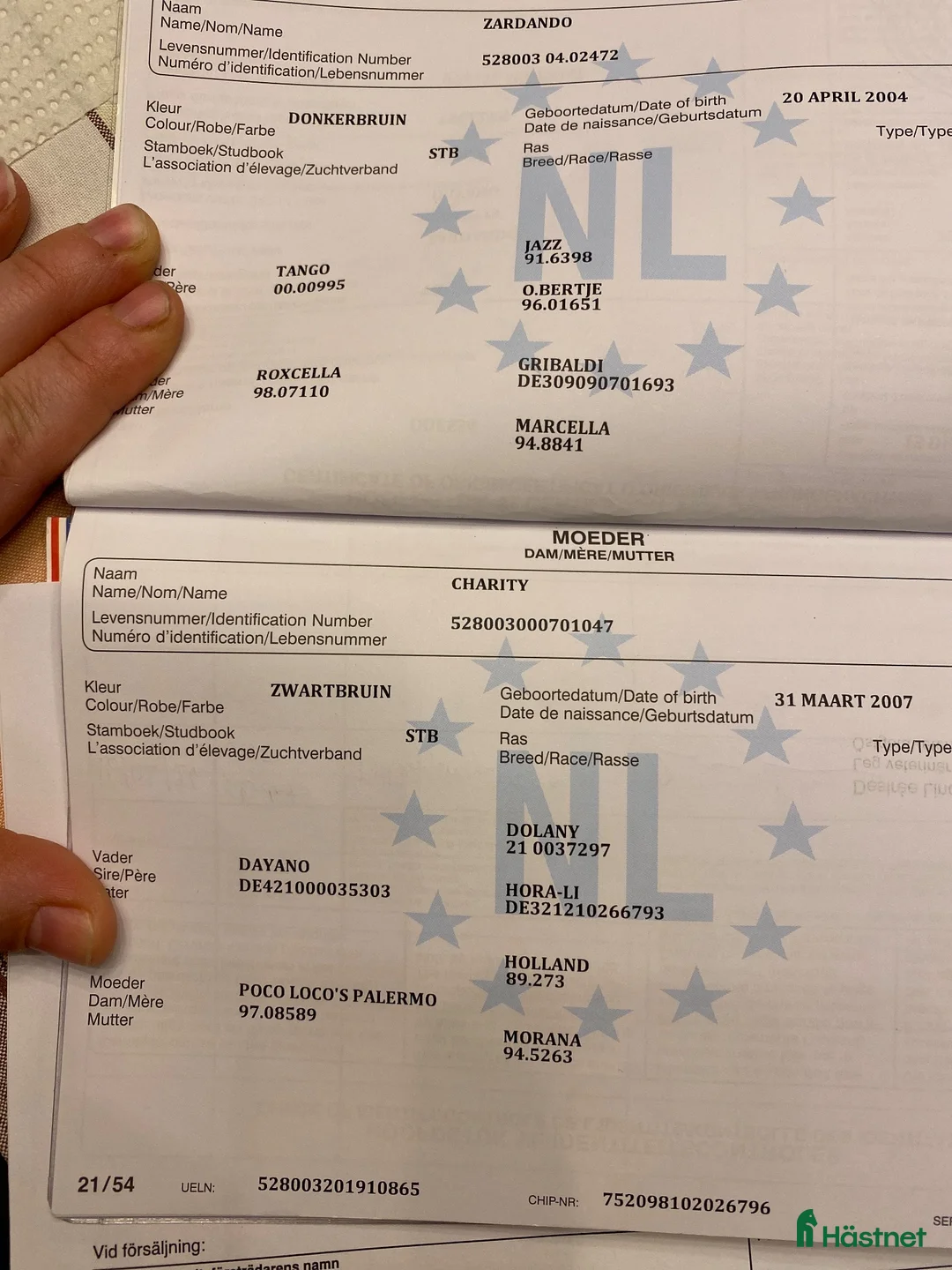 Dressyr hästar till salu: Finaste Maja! - Annons 2