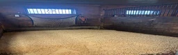 stallplats finnes: Stallplats Gällinge/Fjärås - Annons 2