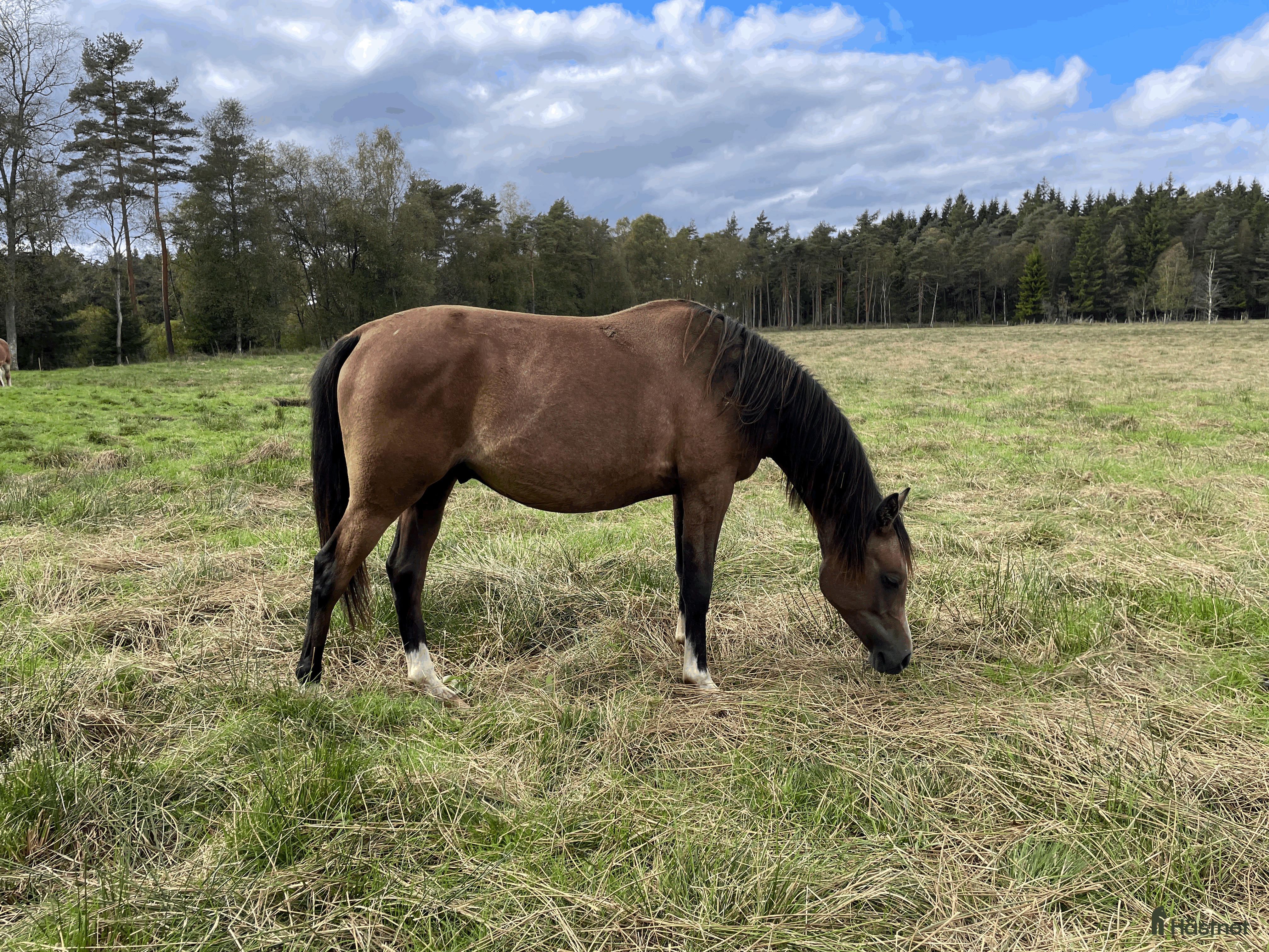  hästar Trevlig unghingst i Skånes Fagerhult - Annons 2