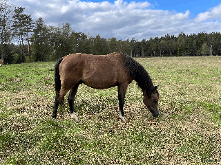 hästar Trevlig unghingst i Skånes Fagerhult - Annons 10