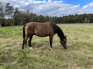 hästar Trevlig unghingst i Skånes Fagerhult - Annons 7