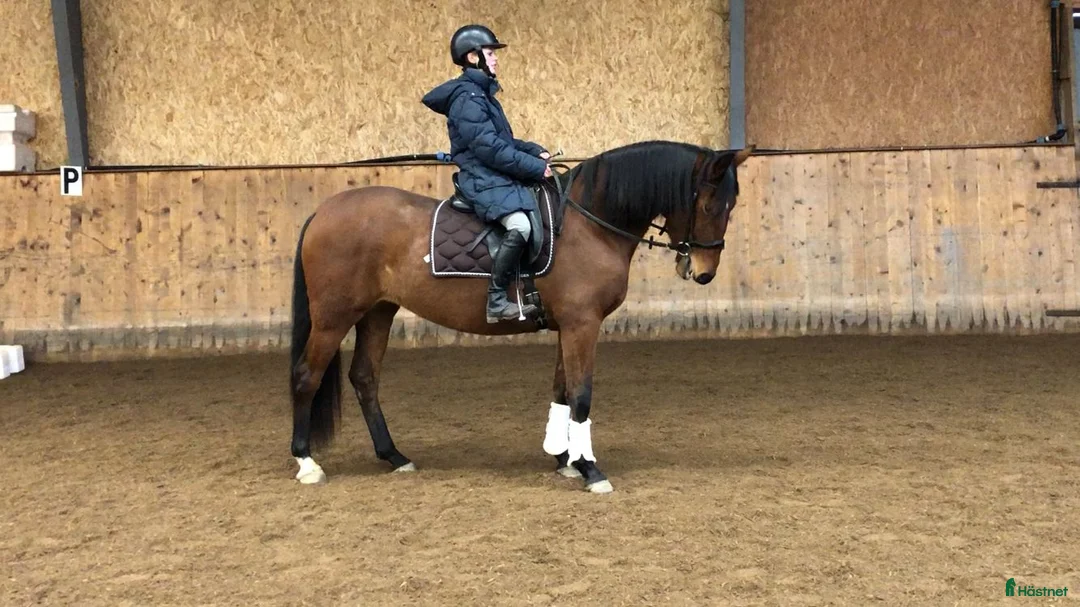 Dressyr hästar till salu: Flott sto med fina gångarter - Annons 1