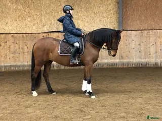 hästar Flott sto med fina gångarter - Annons 13