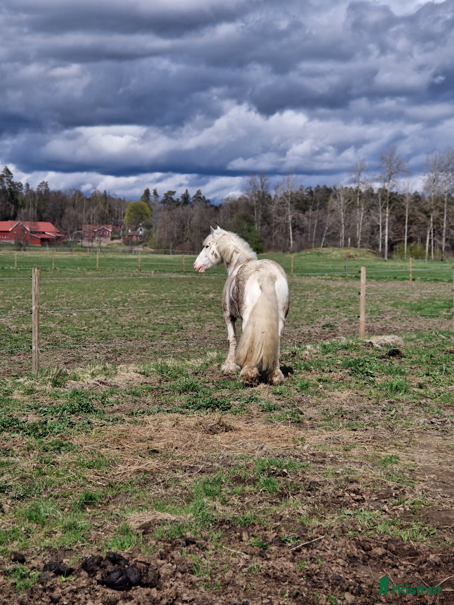  hästar *RESERVERAD* Mor/dotter eller ridskola  - Annons 2