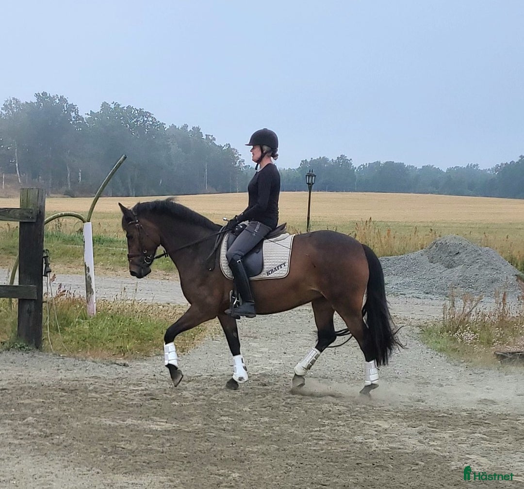 Dressyr hästar till salu: Litet välutbildat (MSVB) dressyrsto i Hässleholm - Annons 2