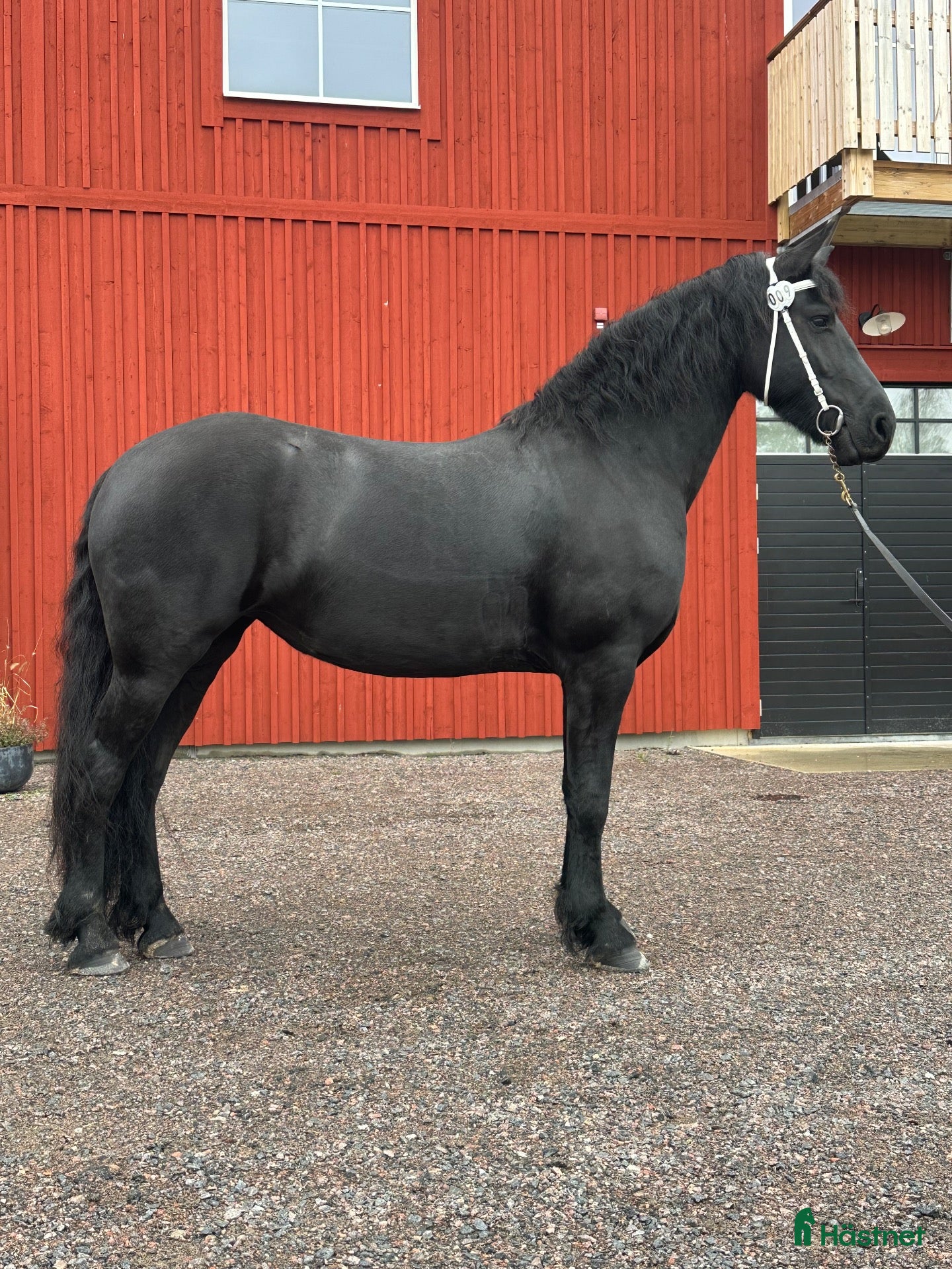  hästar till salu: Superfint Friesersto med prestationshärstammning  - Annons 15