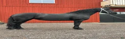 Allround hästar till salu: Superfint Friesersto med prestationshärstammning  - Annons 1