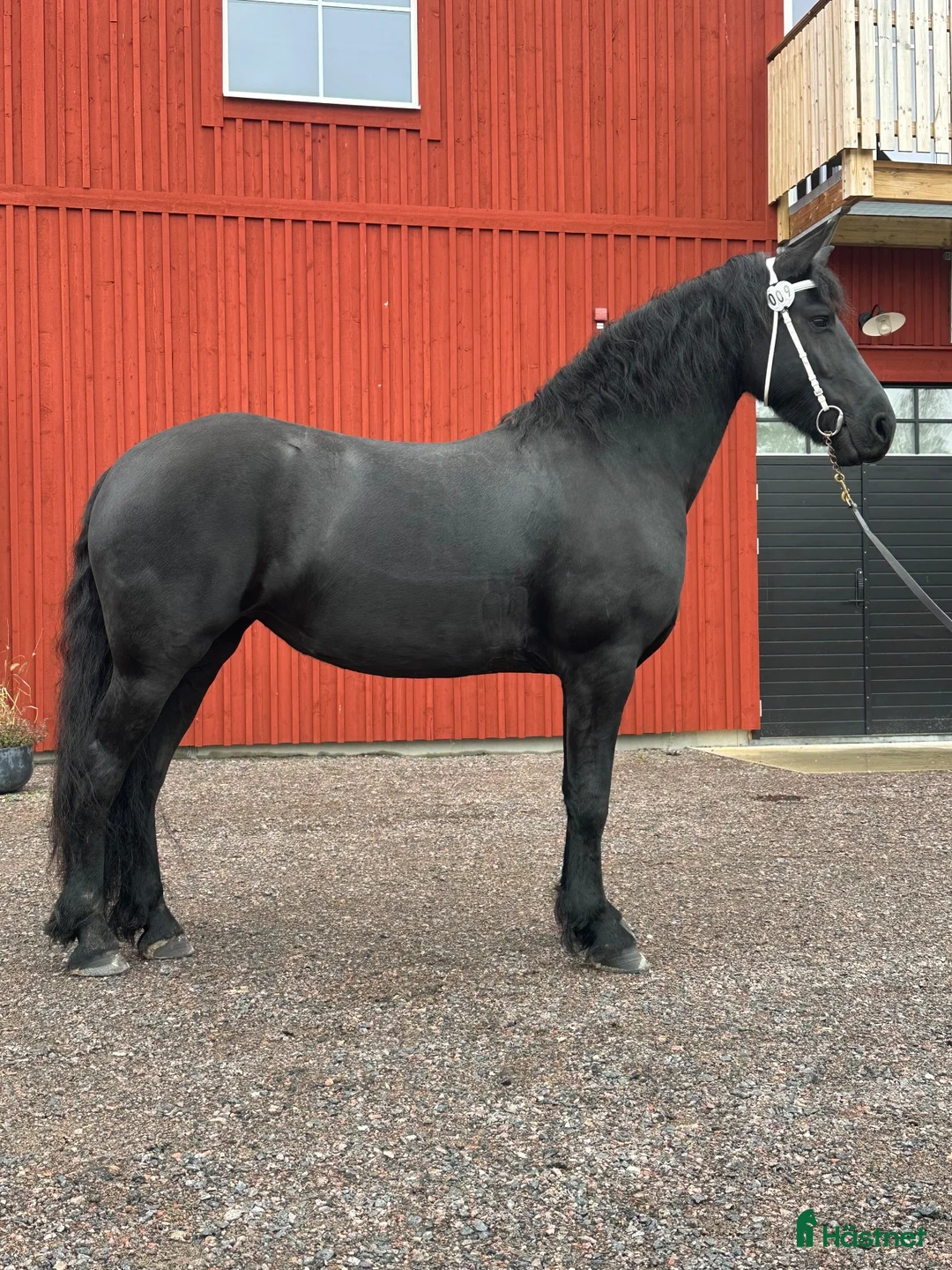 Allround hästar till salu: Superfint Friesersto med prestationshärstammning  - Annons 1