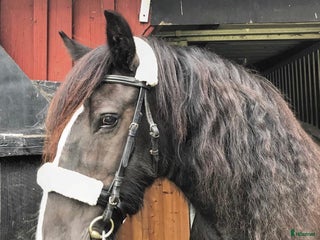 hästar Världens bästa sällskapshäst i Kristianstad - Annons 9