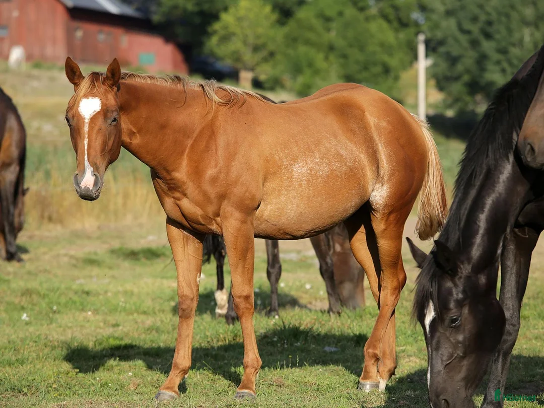 Western hästar till salu: Nu är det snart vår - Annons 9
