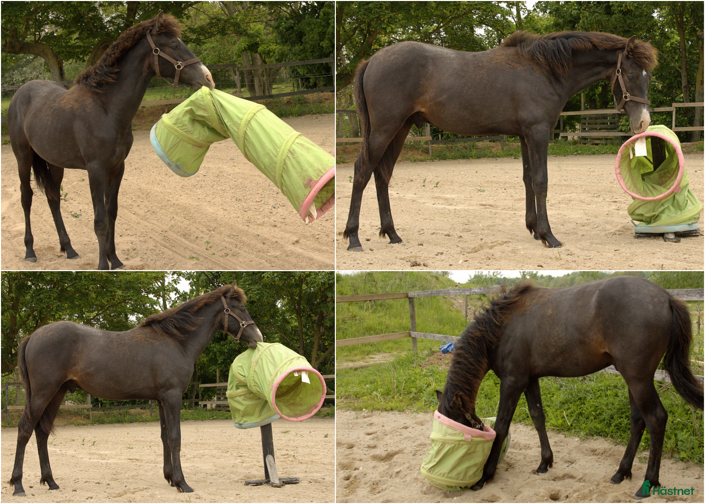  hästar exceptional colt, Brave, kind and gentle -Lopez IV - Annons 1