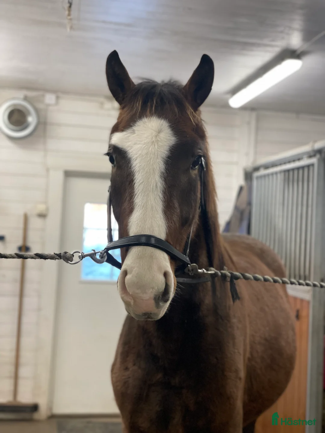 Dressyr hästar till salu: Charmig & snygg valack -24 e. Racoon - Topaasch 🌟 - Annons 8