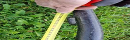 Körvagnar körning till salu: Fin Ponnyvagn i Sävsjö - Annons 4