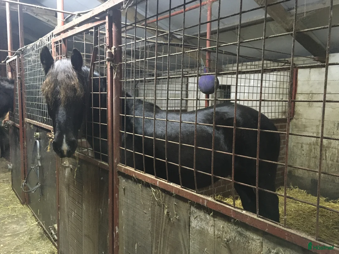 Allround hästar till salu: 6 – årig korsning Fries x Haflinger valack i Värsås - Annons 8