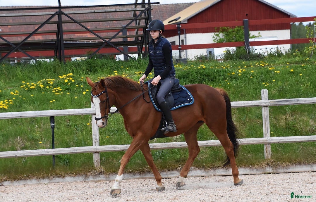 Allround hästar till salu: Trevlig allroundhäst i Avesta - Annons 3