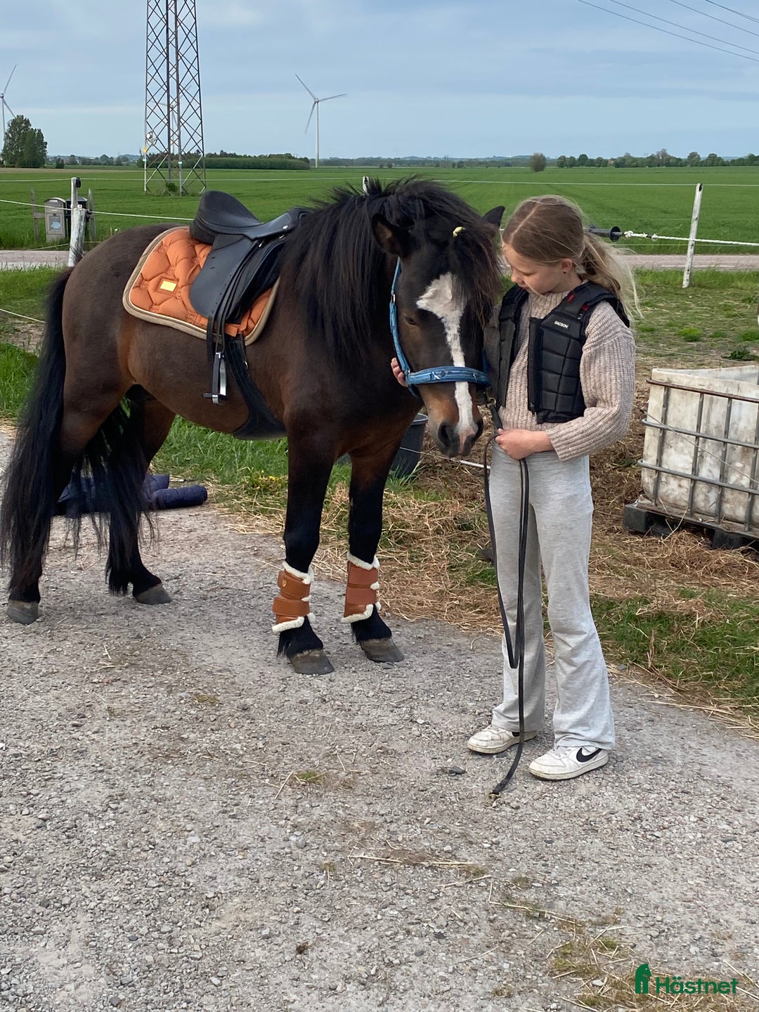  foderhäst finnes: Islandshingst i Kävlinge - Annons 3