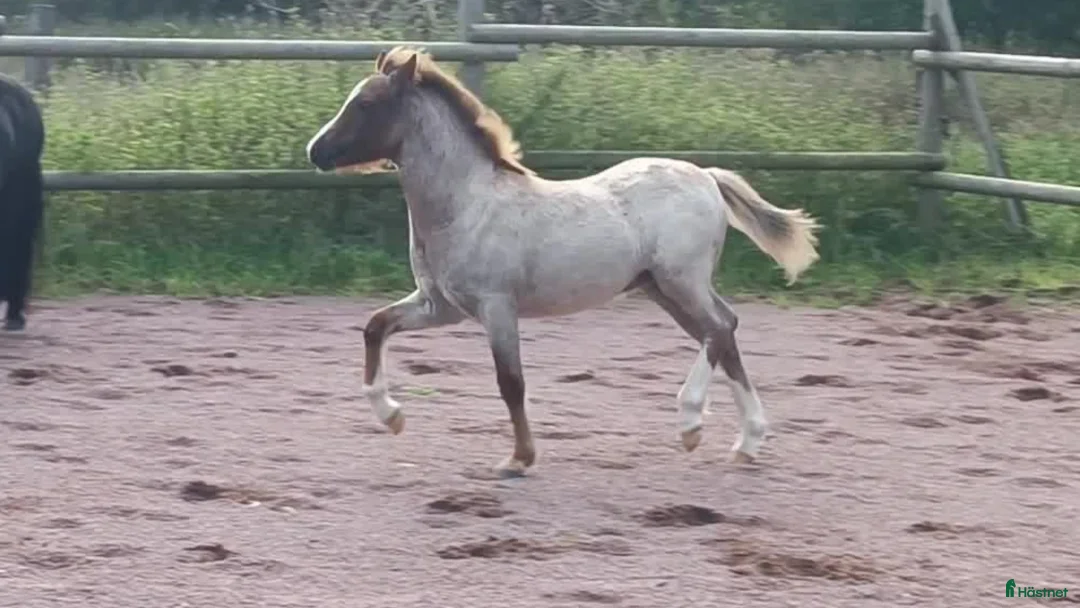 Allround hästar till salu: Welsh mountain hingst  - Annons 7