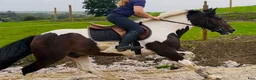 Allround hästar till salu: Coloured D pony - Annons 6
