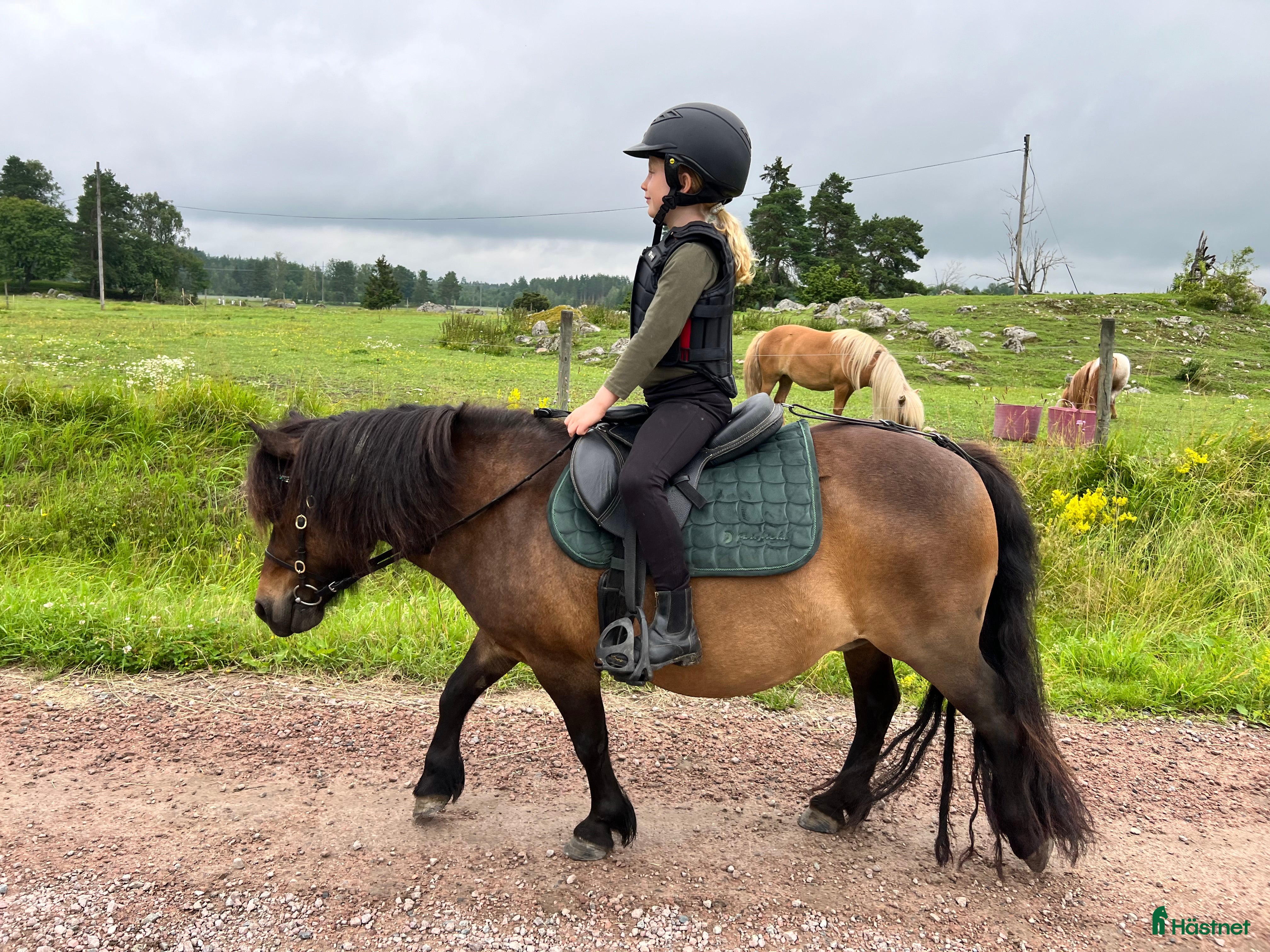  hästar 2 fina barnvänliga ston i Kolbäck - Annons 14