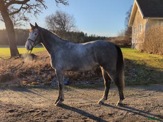 hästar Hopp/Fälttävlan talang - Annons 3